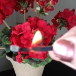 Don't you use a lighted match to fertilize your flowers?!