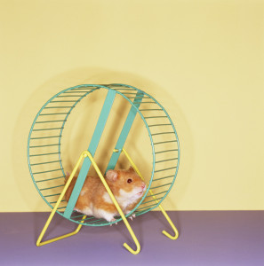 Hamster Getting a Workout on Spinning Wheel